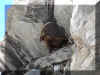 bouquetinprofil.JPG (5286642 octets)